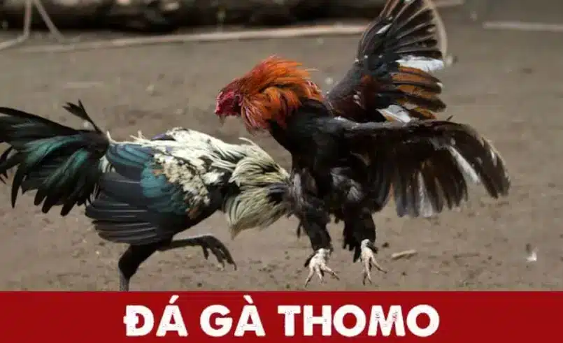 Các hình thức đá gà Thomo