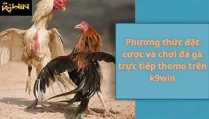 Đá gà Thomo tại K9win